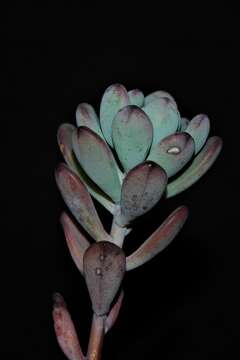 Image of Sedum commixtum R. Moran & P. C. Hutchison