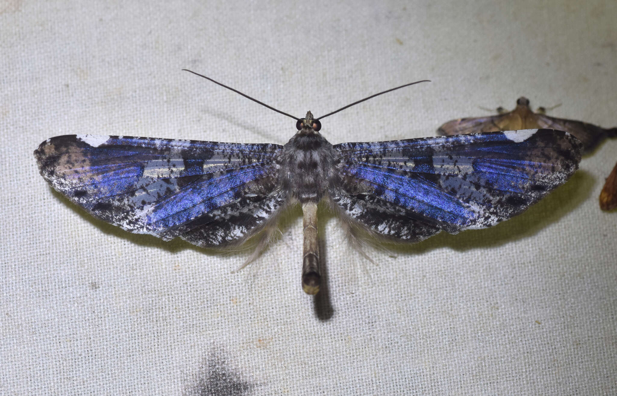 Image of Macrosoma hyacinthina Warren 1905