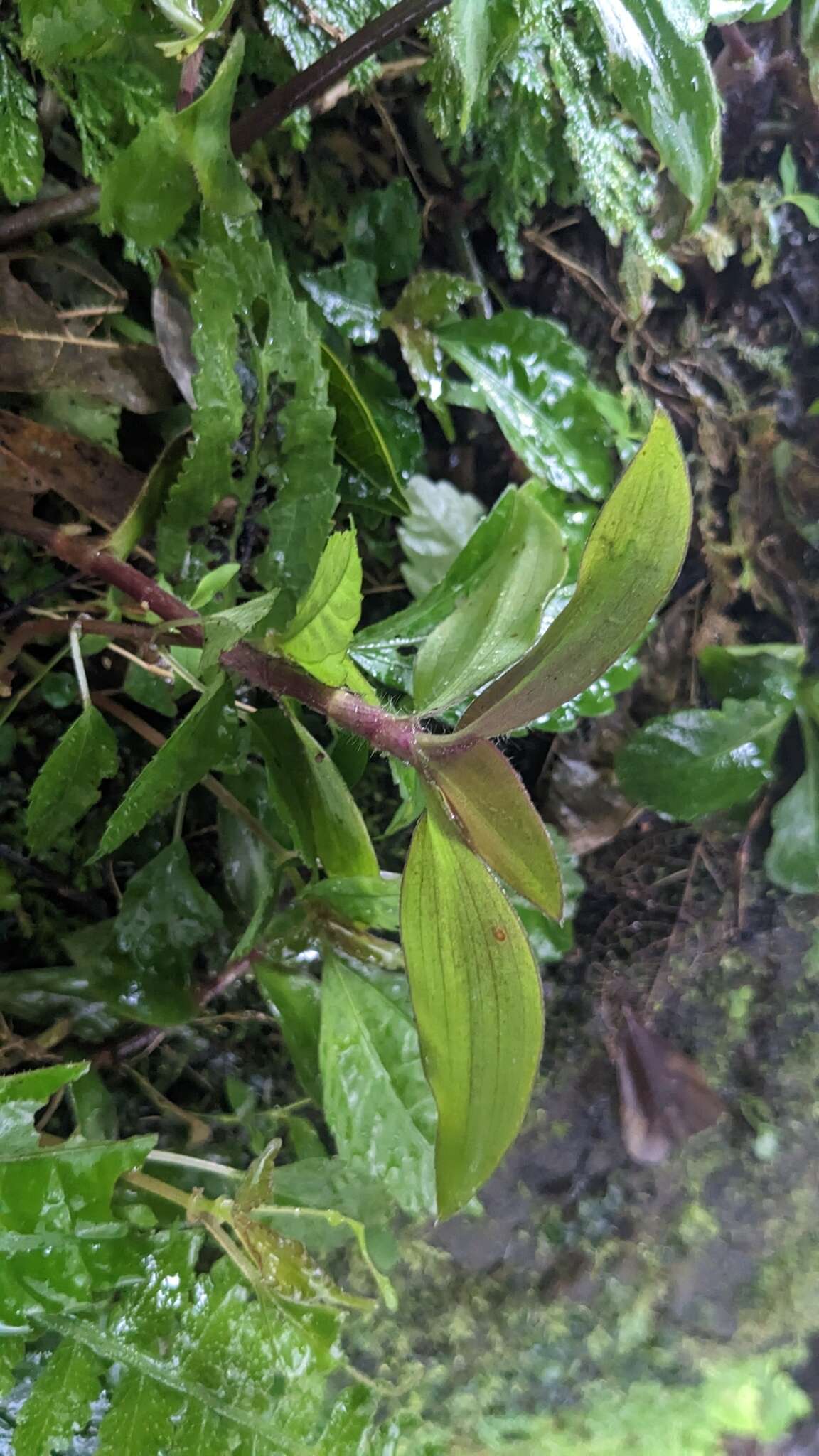 Image of Belosynapsis ciliata (Blume) R. S. Rao