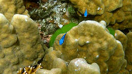 Image of Black damselfish