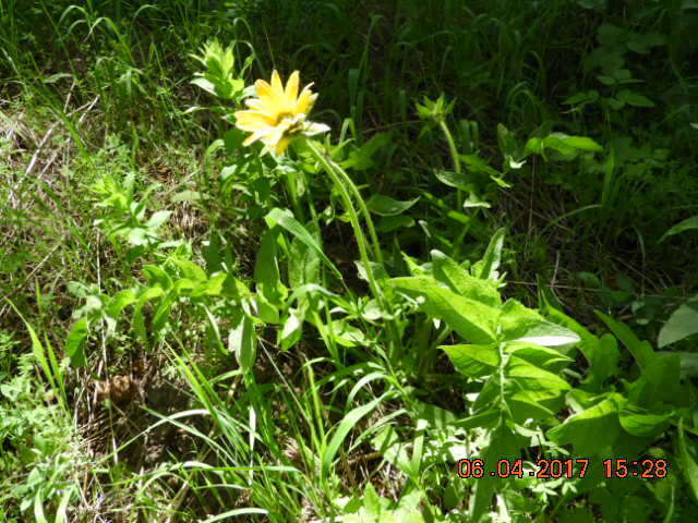 Image of cutleaf balsamroot