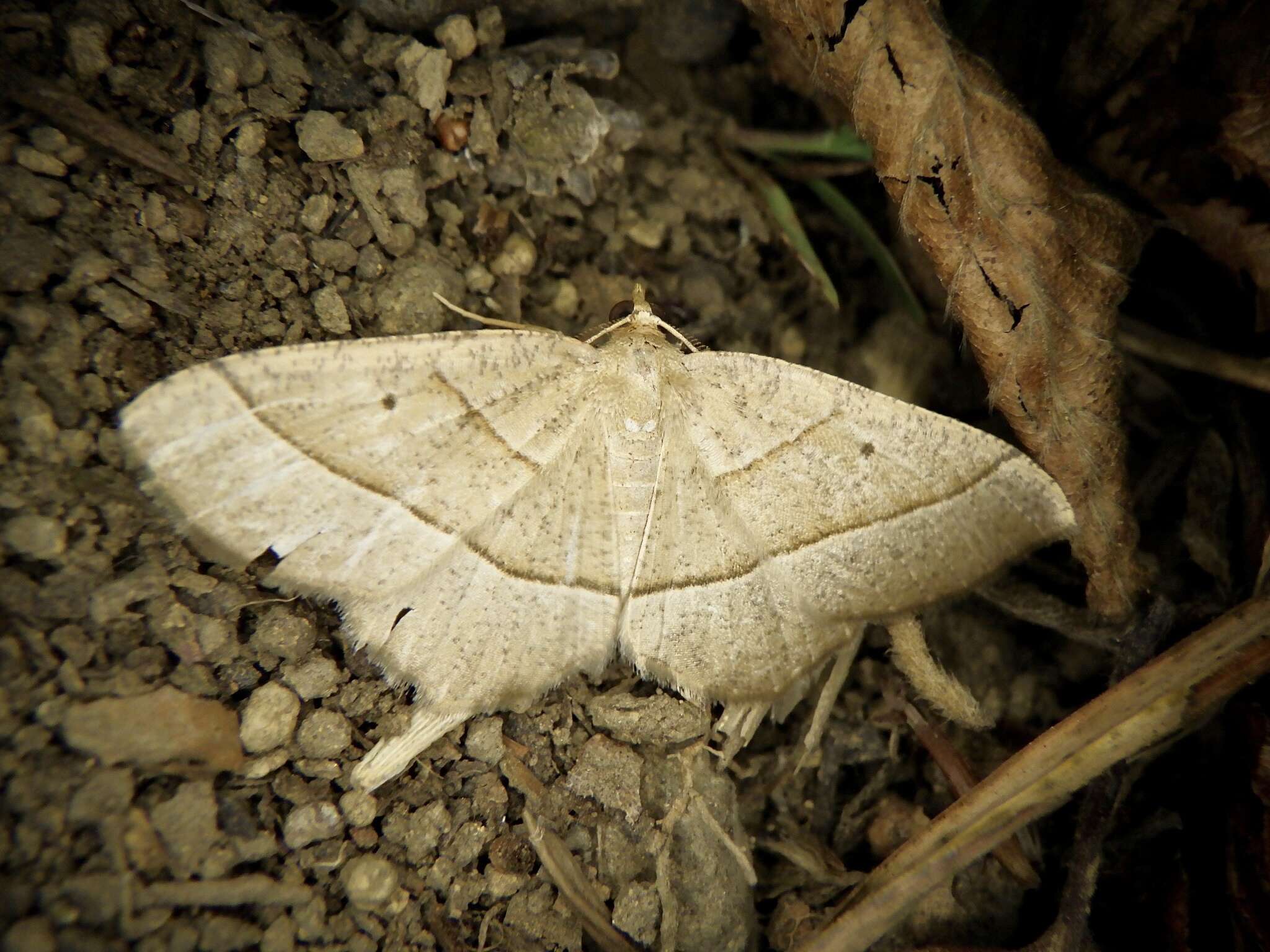 Image of Rhynchobapta cervinaria Moore 1888