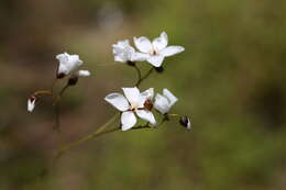 Image of Drosera gigantea Lindl.