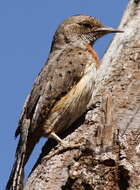 Image of Red-throated Wryneck