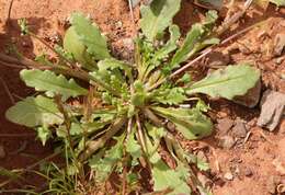 Image of Diascia decipiens K. E. Steiner