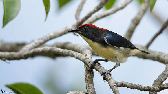 Image of Scarlet-backed Flowerpecker