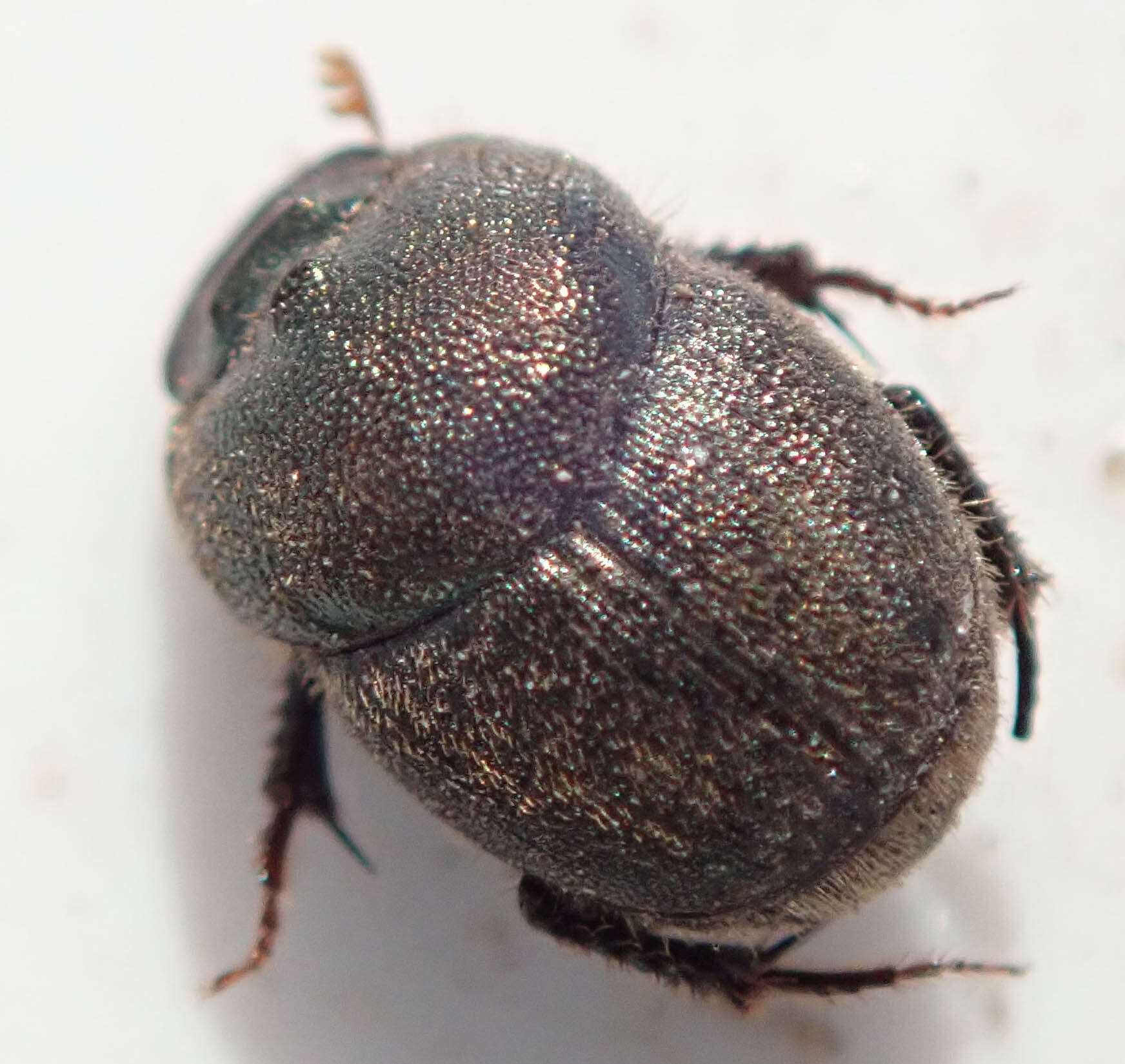 Image of Onthophagus aeruginosus Roth 1851