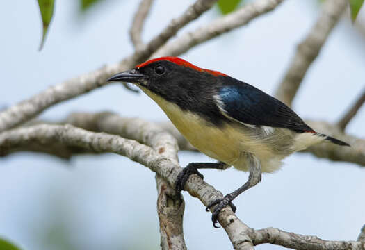 Image of Scarlet-backed Flowerpecker