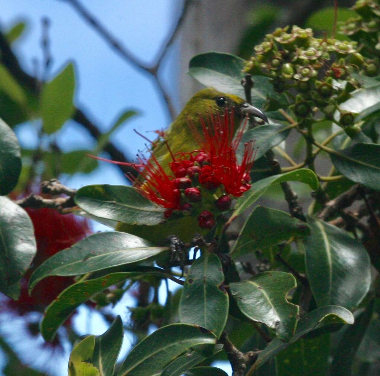 Image of Oahu Amakihi