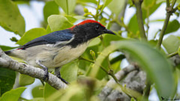 Image of Scarlet-backed Flowerpecker