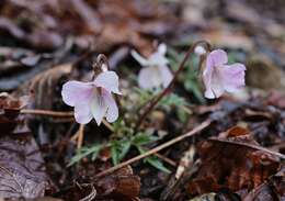 Sivun Viola eizanensis (Makino) Makino kuva