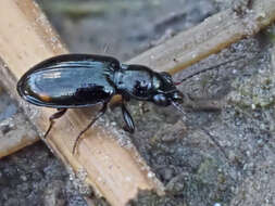 Image of Bembidion (Trepanedoris) doris (Panzer 1796)