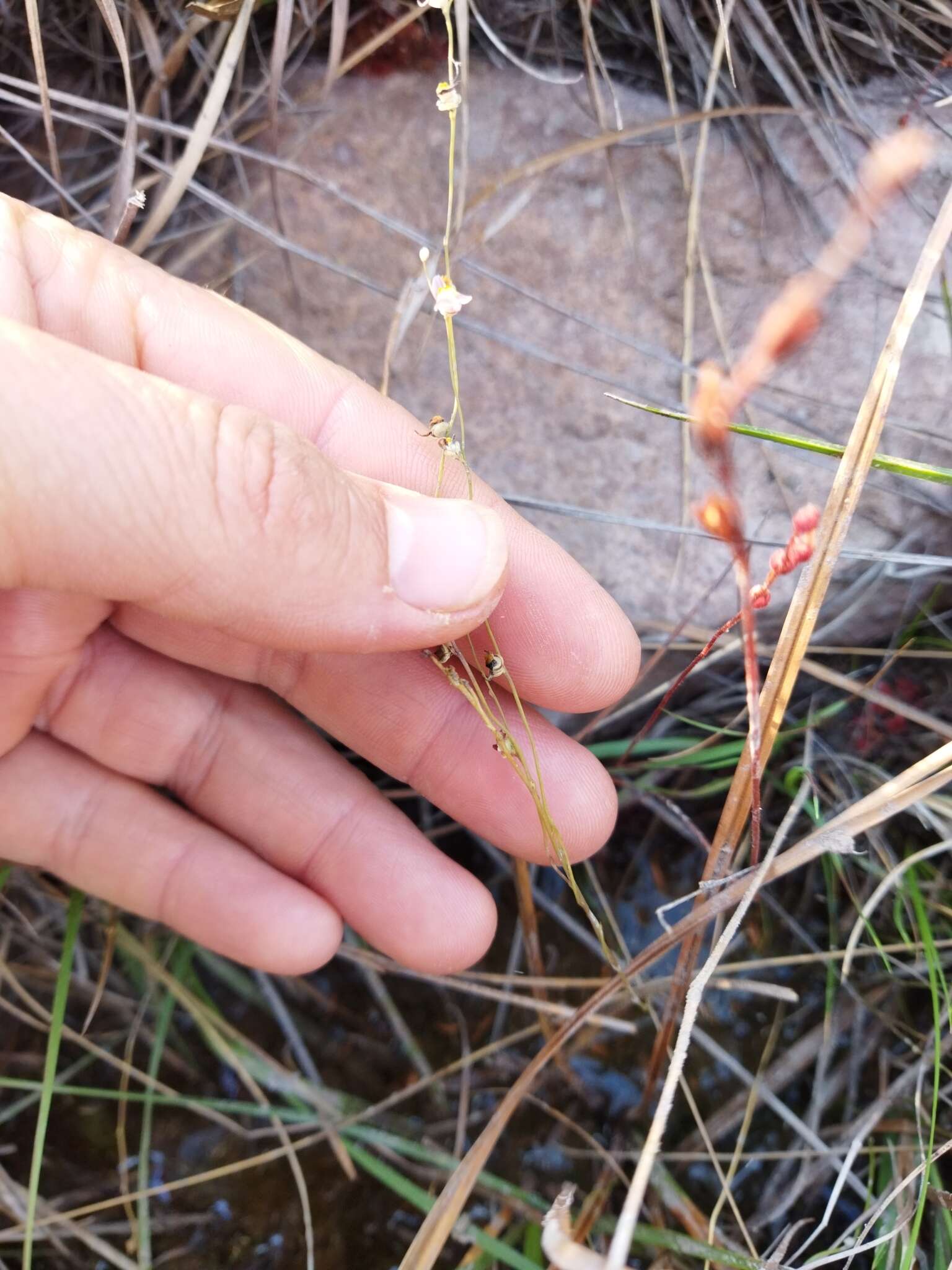 Image of Utricularia welwitschii Oliv.