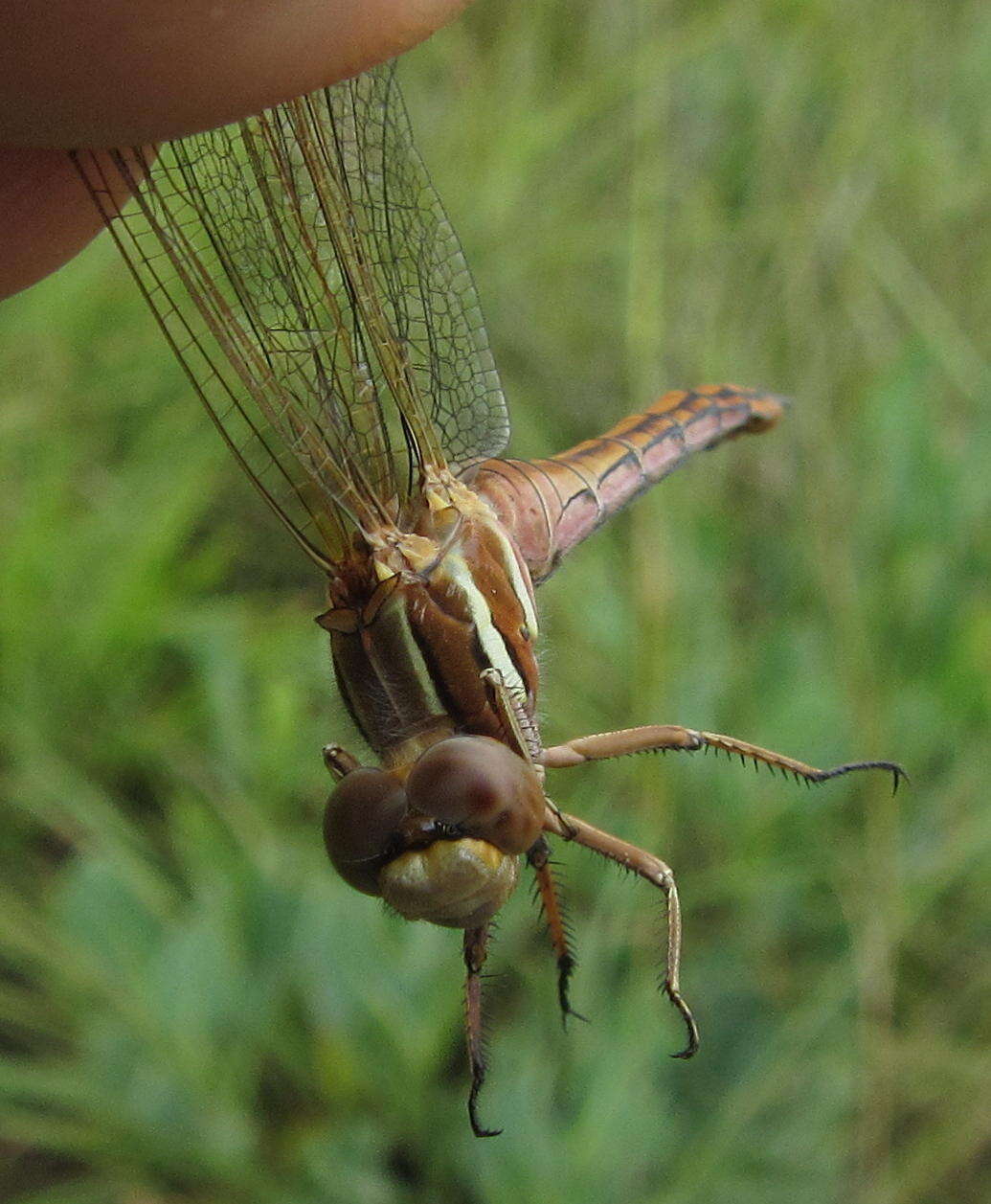 Image of Two-striped Skimmer