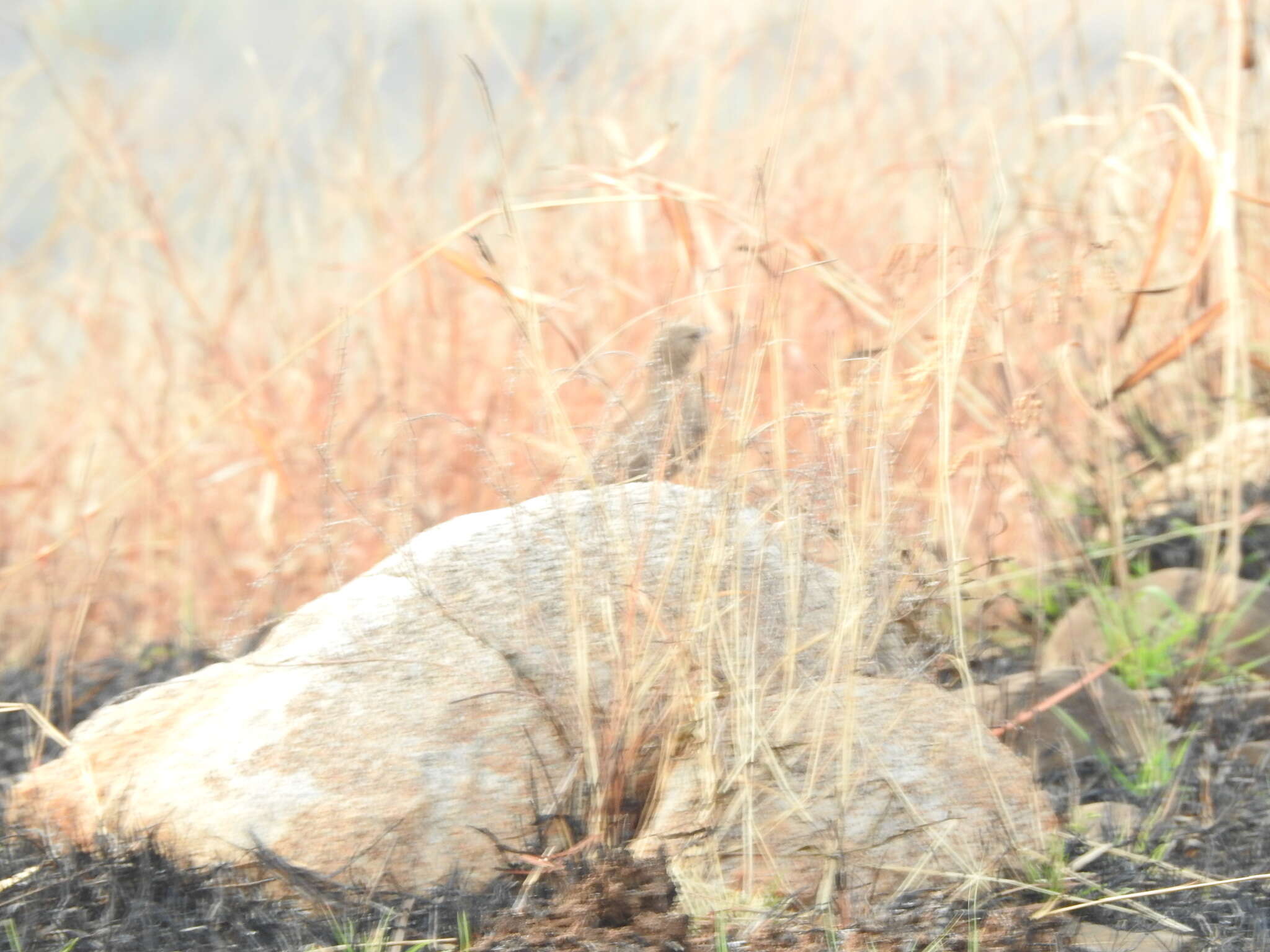 Image of Rufous-tailed Lark