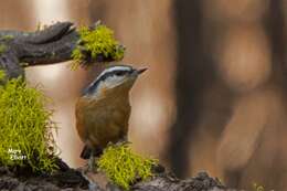 Imagem de Sitta canadensis Linnaeus 1766