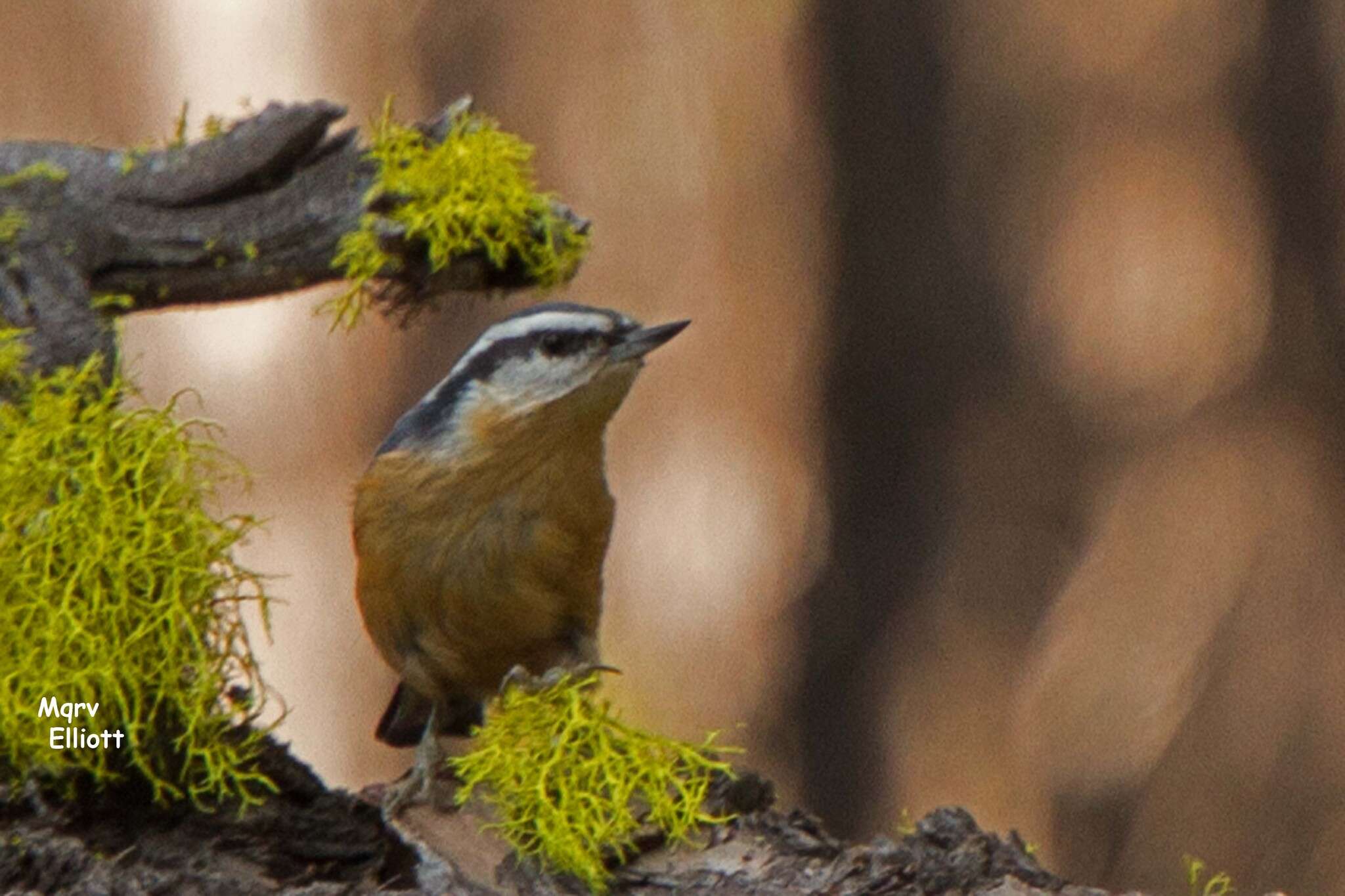 Imagem de Sitta canadensis Linnaeus 1766