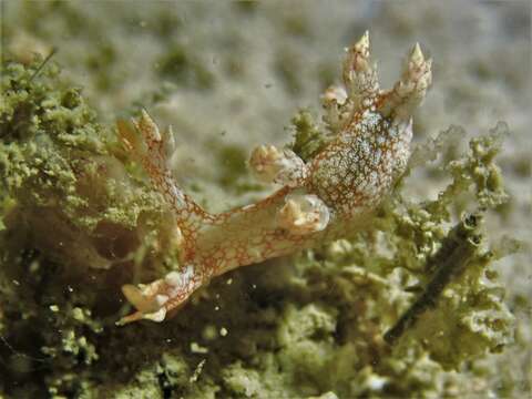 Image of Bornella stellifera (A. Adams & Reeve)