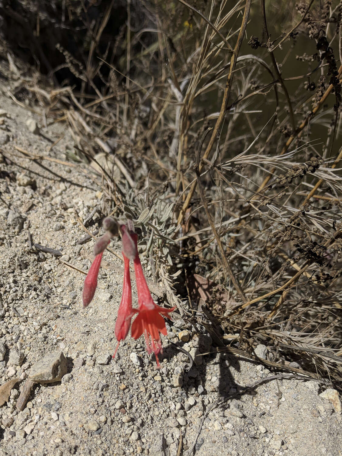 Epilobium canum subsp. canum的圖片