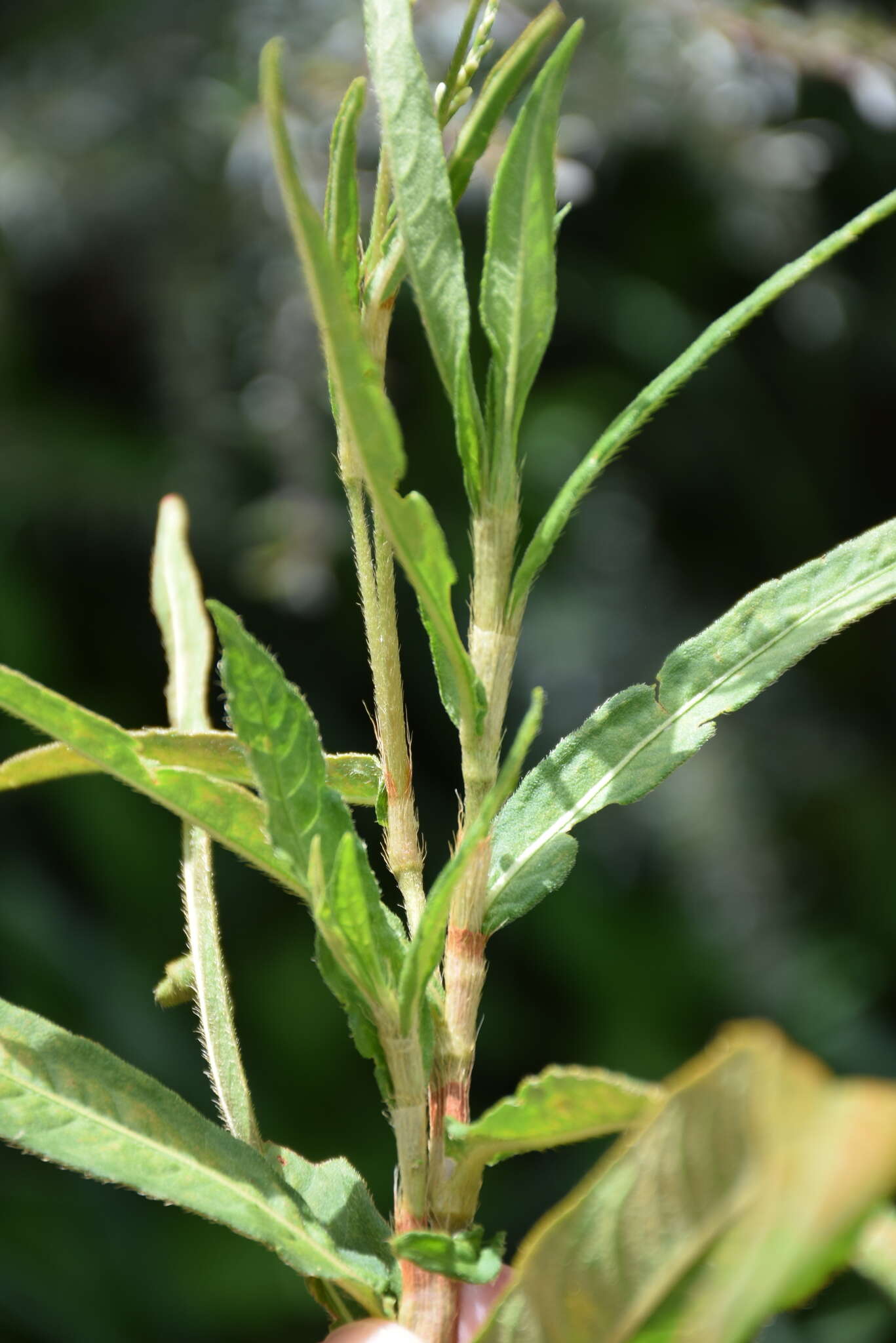 Image of Persicaria subsessilis (R. Br.) K. L. Wilson