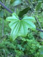 Image of Dioscorea bryoniifolia Poepp.