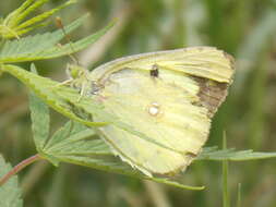 Image of Eastern Pale Clouded Yellow