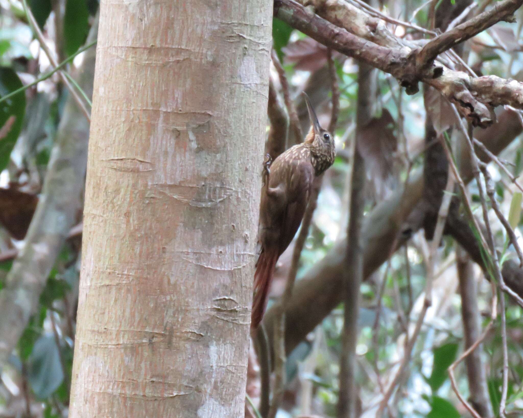 Image of Cocoa Woodcreeper