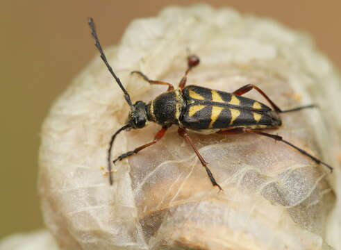 Image of Zebra Longhorn