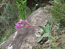 Image of Brunsvigia natalensis Baker