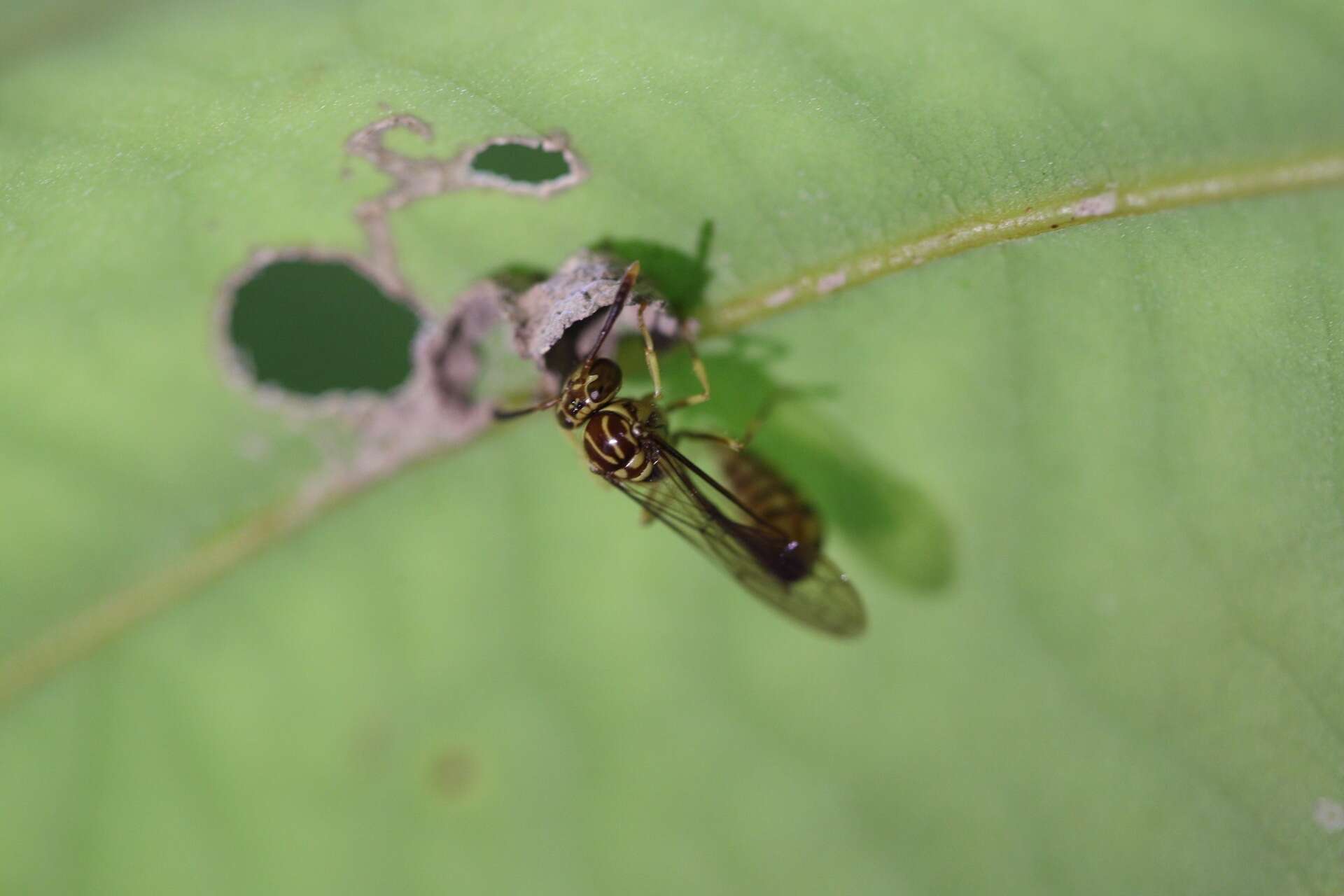 صورة Liostenogaster variapicta (Rohwer 1919)