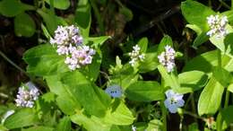 Plancia ëd Valeriana ciliosa (Greene) Byng & Christenh.