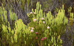 Plancia ëd Leucadendron linifolium (Jacq.) R. Br.