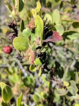 Image of woollyleaf manzanita