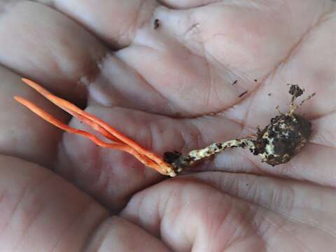 Image of <i>Cordyceps nidus</i>