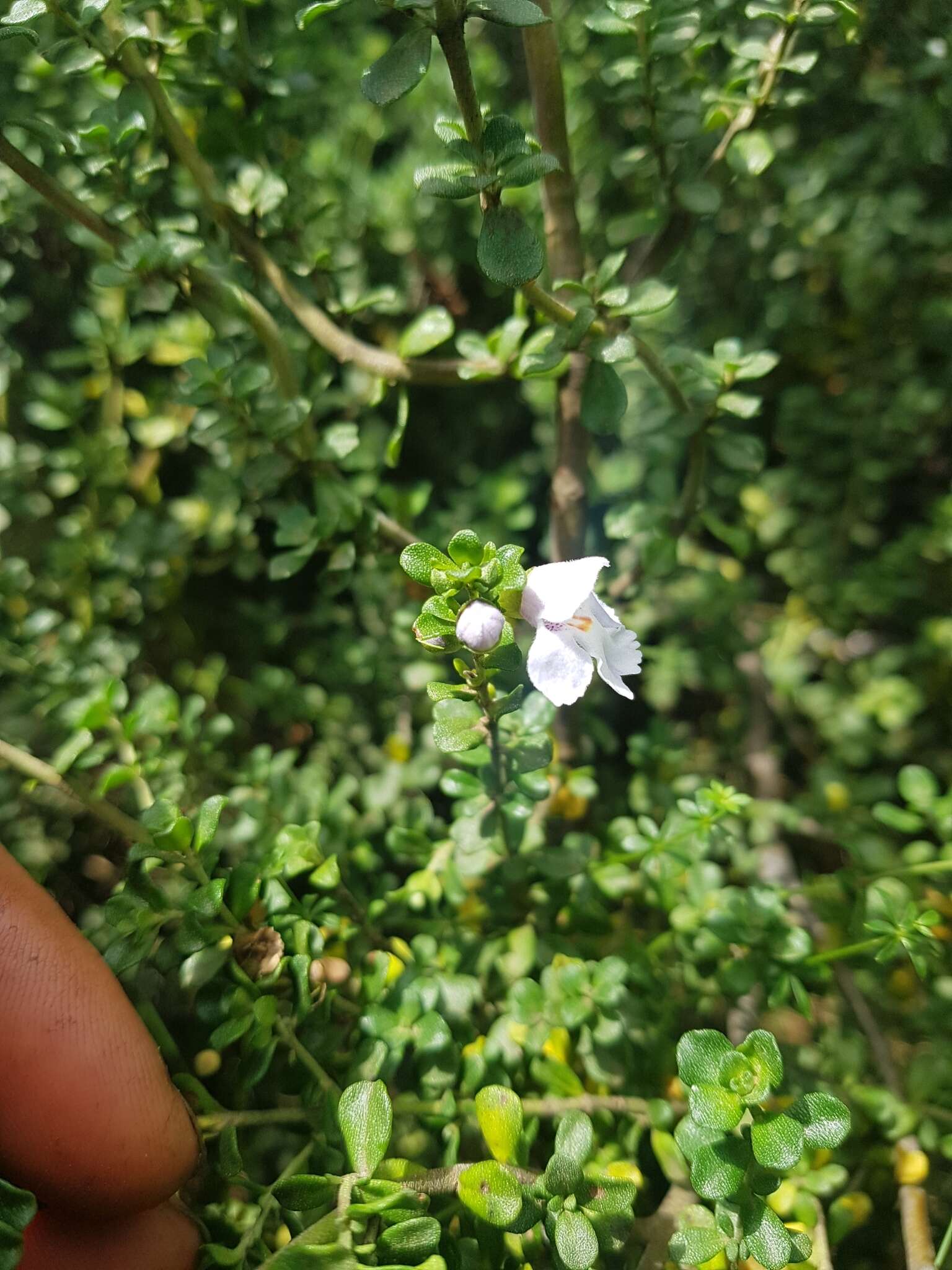 Imagem de Prostanthera cuneata Benth.