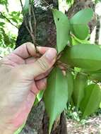 Syzygium acuminatissimum (Bl.) DC. resmi