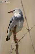 Image of Red-billed Starling