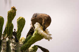 Image de Pic des saguaros