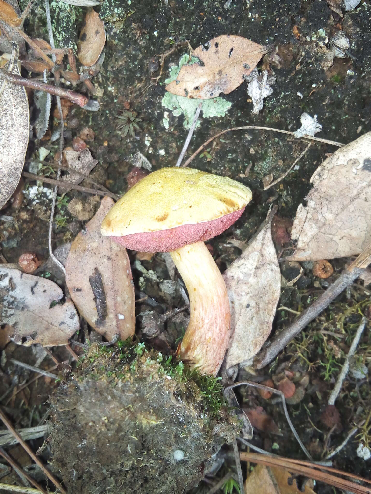 Image of Chalciporus amarellus (Quél.) Bataille