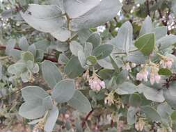 Image of Schreiber's manzanita