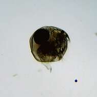 Image of Water flea