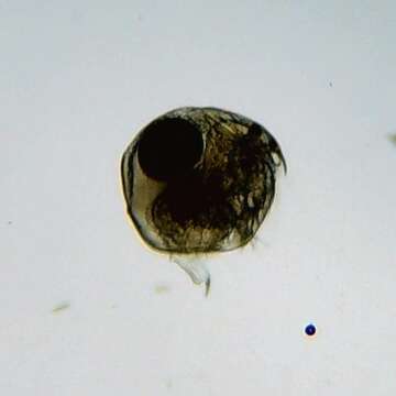 Image of Water flea