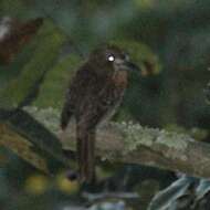 Image of Moustached Puffbird