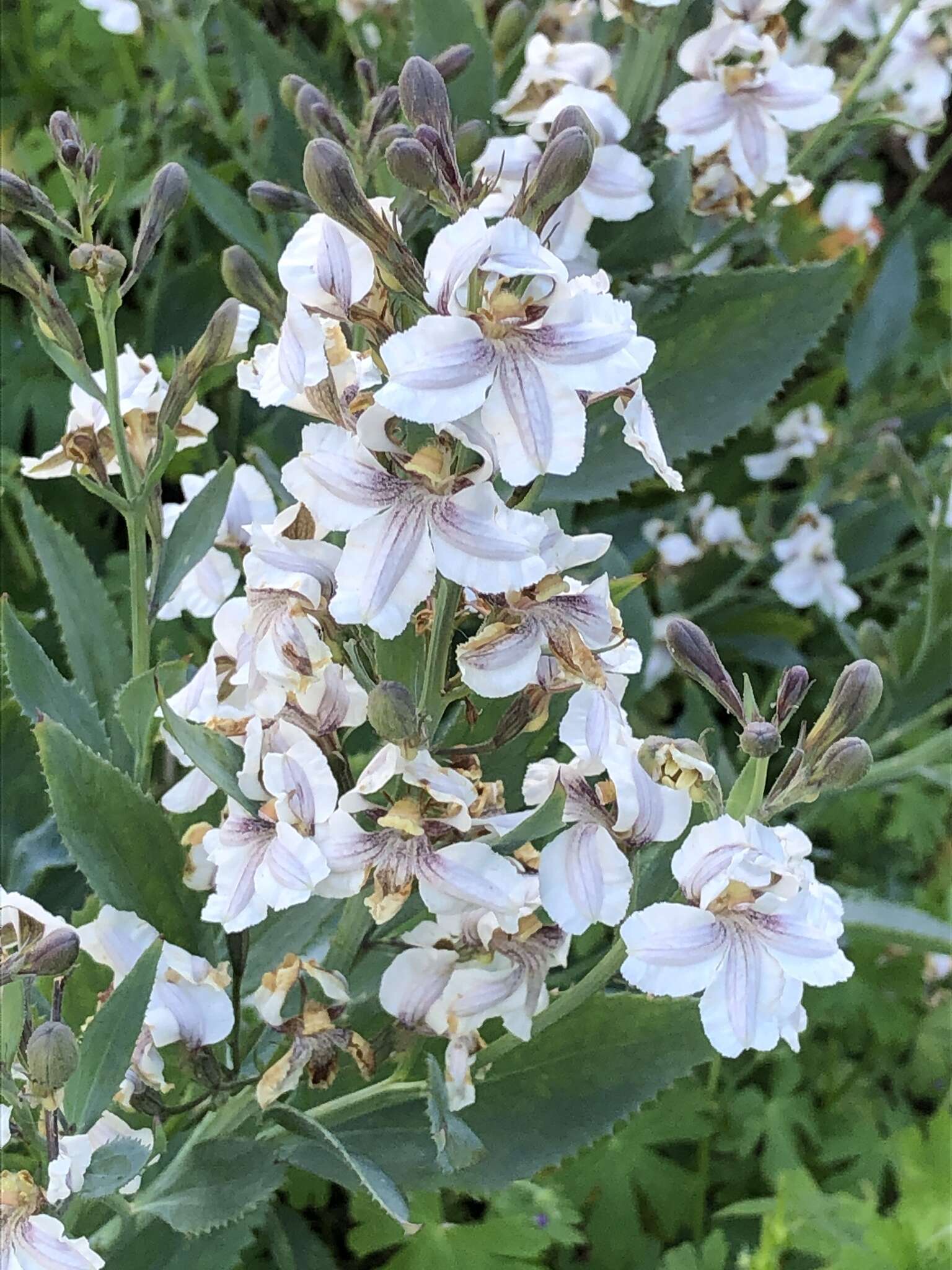 Image of Goodenia albiflora Schltdl.