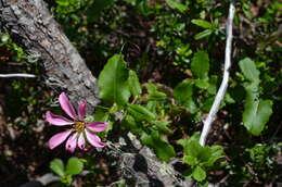 Image of Mutisia araucana Phil.