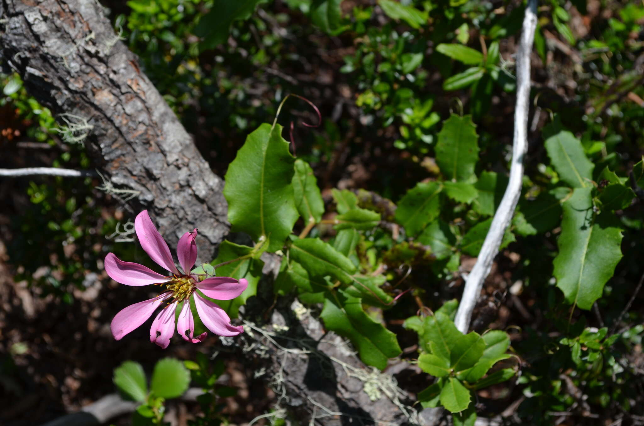 Image of Mutisia araucana Phil.