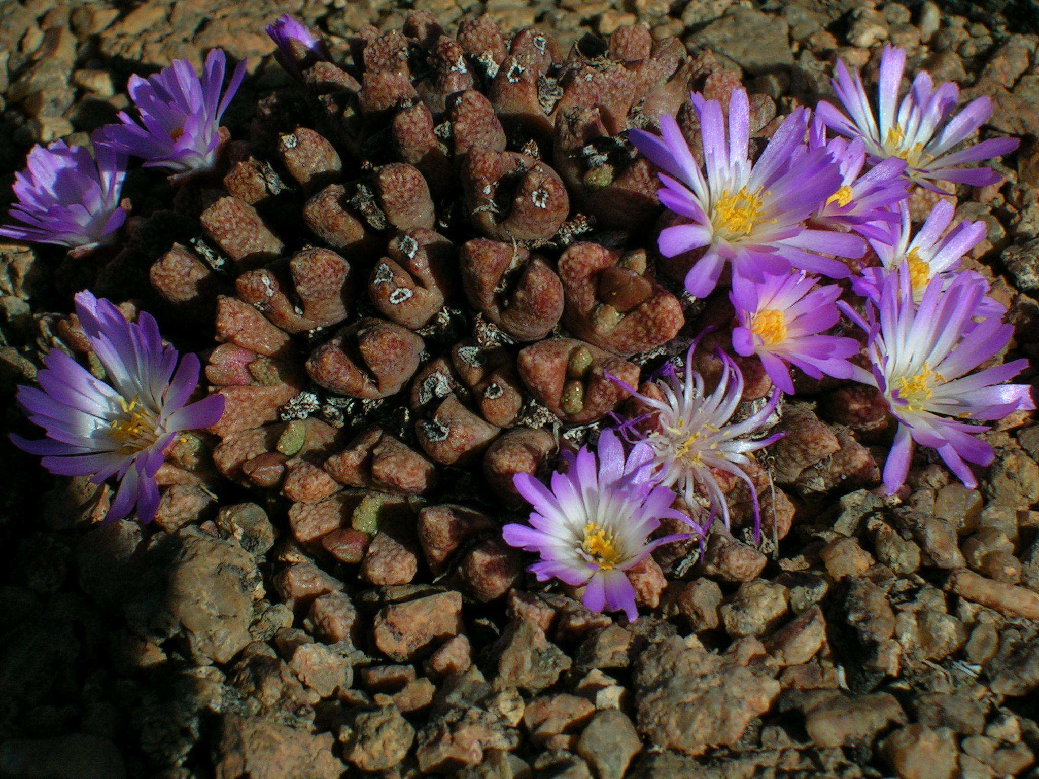 Image de Conophytum khamiesbergense (L. Bol.) Schwant.