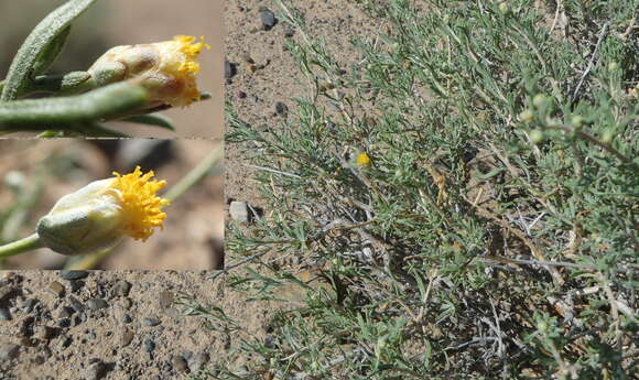 Image of Ajania fruticulosa (Ledeb.) Poljakov