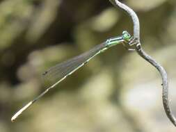 Image of Cream-tipped Swampdamsel