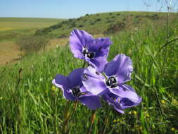 Moraea gigandra L. Bolus resmi